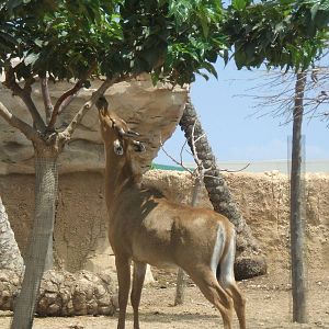 Nilgai at Terra Natura