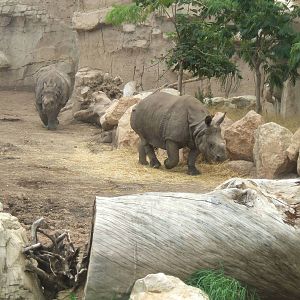 Indian Rhino at Terra Natura