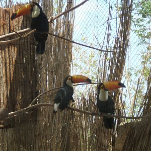 Toco Toucans at Terra Natura