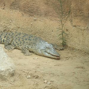 Crocodile at Terra Natura
