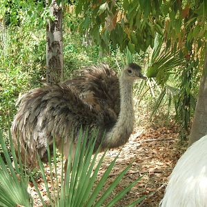 Rhea at Terra Natura