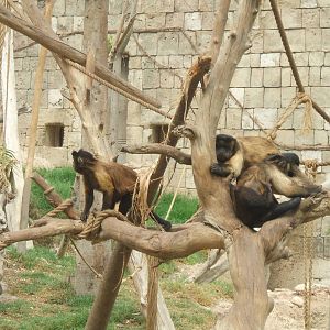 Capuchins at Terra Natura
