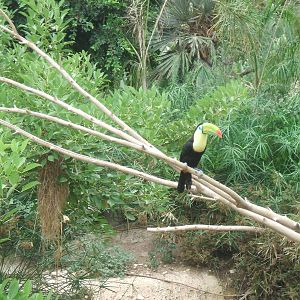 Keel-Billed Toucan