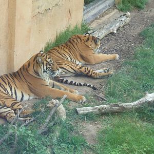 Bengal Tiger at Terra Natura