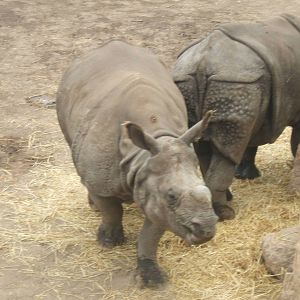 Indian Rhino at Terra Natura