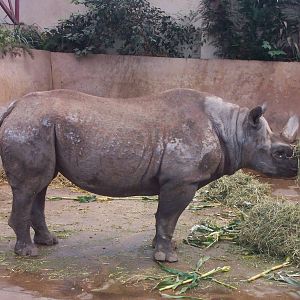 Black rhino