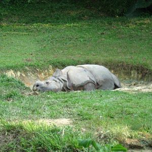 Komathi, Night Safari