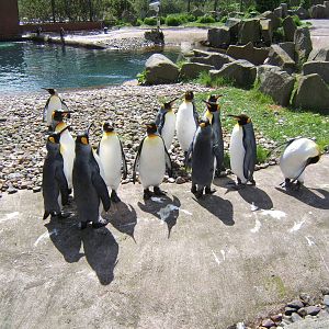 King Penguins at Edinburgh Zoo
