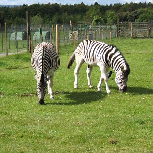 Damara Zebra at Black Isle Wildlife Park