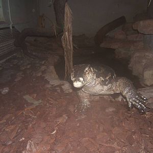 Sal at Cotswold Wildlife Park