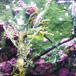 Leafy sea dragon