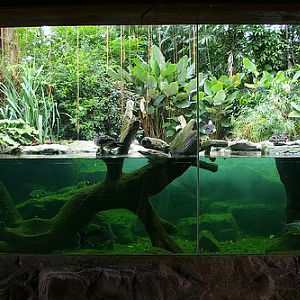 Riverine, Jurong Bird Park