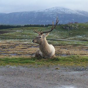 Bactrian wapiti stag at the hwp