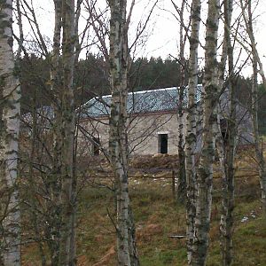 new Amur tiger house through the trees at the hwp