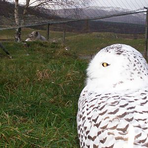 Snowy owl and arctic fox at the hwp