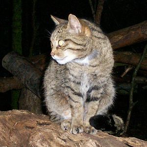 Scottish wild cat at the hwp