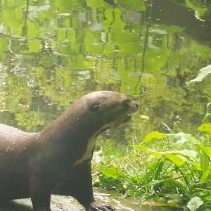 Giant otter at the chestnut Centre