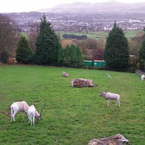 Addax enclosure at Edinburgh zoo