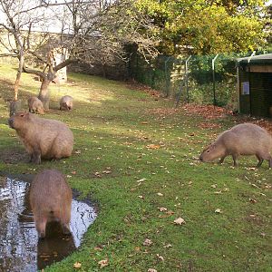 Family group of capybara at Edinburgh zoo