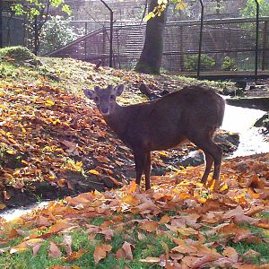 Male Bawean or Kuhl's hog deer at Edinburgh zoo