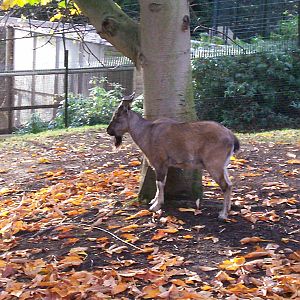 Male markhor at Edinburgh zoo