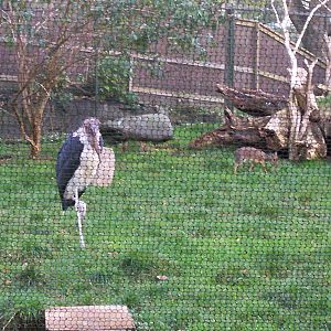 Maji mzuri African aviary at Edinburgh zoo