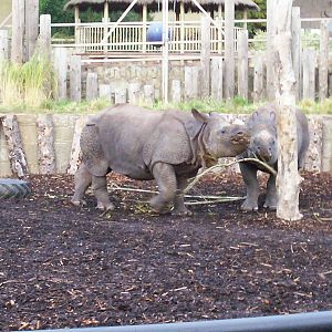 Indian rhino at Edinburgh zoo