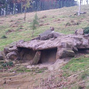 Hyrax in an empty gelada enclosure at Edinburgh zoo