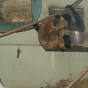 Buff cheeked gibbon at Edinburgh zoo