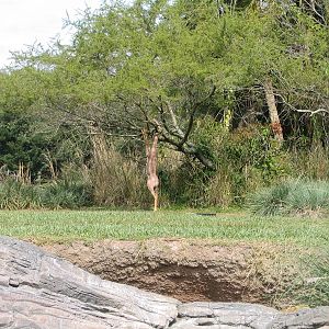 Disney's Animal Kingdom