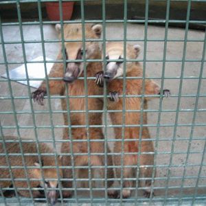 Brown-nosed Coati, Singapore Zoo