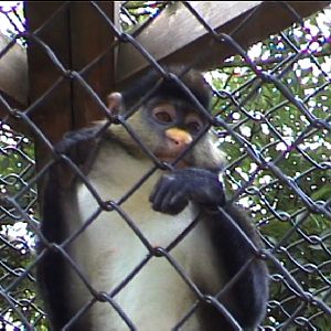 Guenon