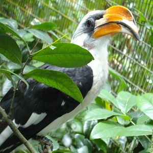 Von der Decken's Hornbill, Jurong BirdPark