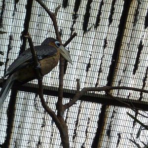 Tickell's Brown Hornbill, Jurong BirdPark