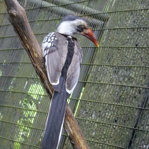 Red-billed Hornbill, Jurong BirdPark