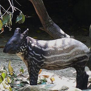 Newest addition to Singapore Zoo's tapir collection