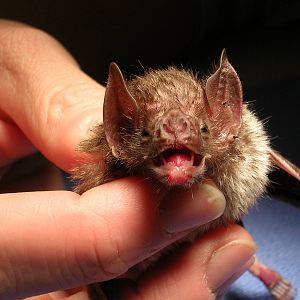 Common Vampire bat
