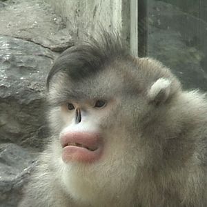 Yunnan Snub-nosed Monkey