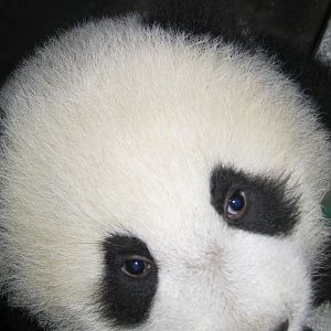 Giant Panda