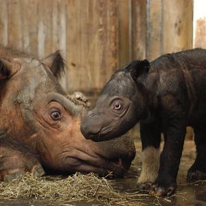 Sumatran Rhinos