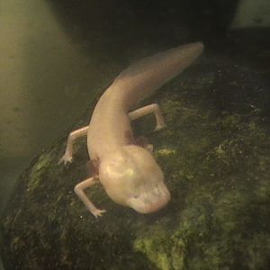 New Orleans Audubon Zoo