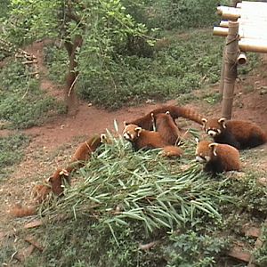 Chengdu Panda Breeding Center