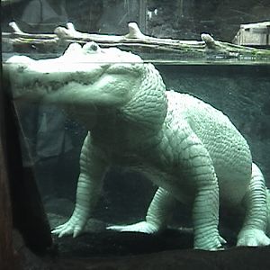 New Orleans Aquarium of the Americas