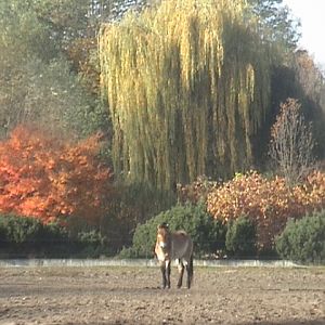 Takhi Tierpark Friedrichsfelde