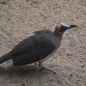 The Last of Her Kind...