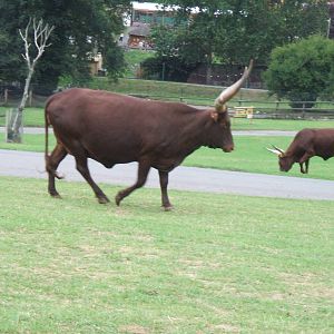 Ankole Cattle at West Midlands Safari Park