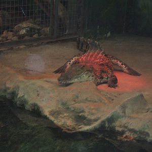 Nile Crocodile at West Midlands Safari Park
