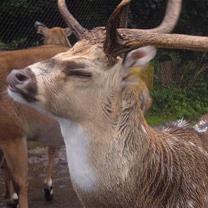 Deer at West Midlands Safari Park