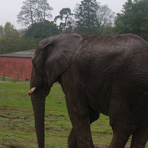 African Elephant at West Midlands Safari Park