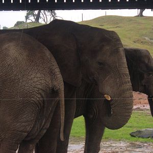 African Elephants at West Midlands Safari Park
